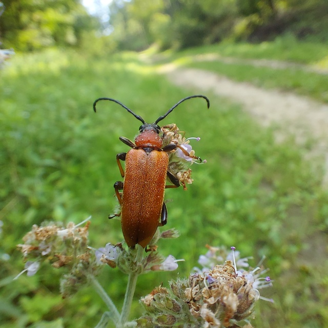 Stictoleptura rubra - vörös virágcincér