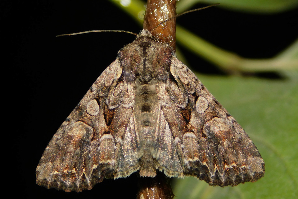 Lacanobia thalassina - borbolya-kertibagoly