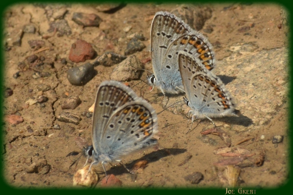 Plebejus argus - ezüstös boglárka