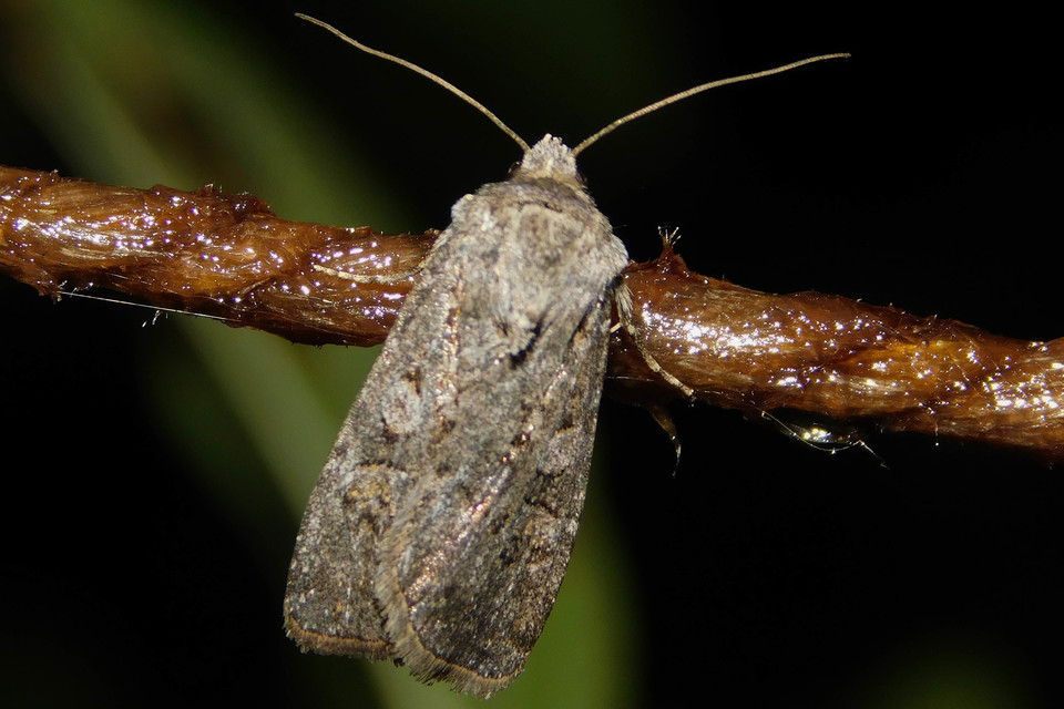 Euxoa tritici/nigrofusca/eruta