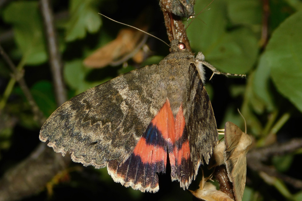 Catocala elocata - közönséges övesbagoly