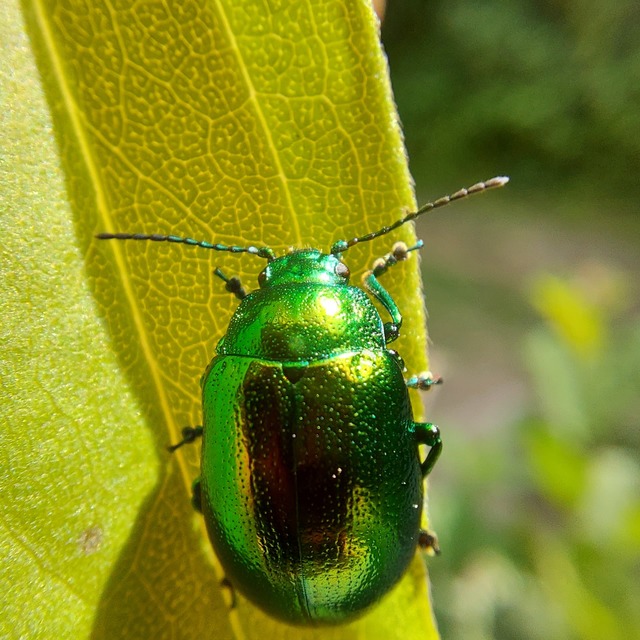 Chrysolina herbacea - zöld mentalevelész