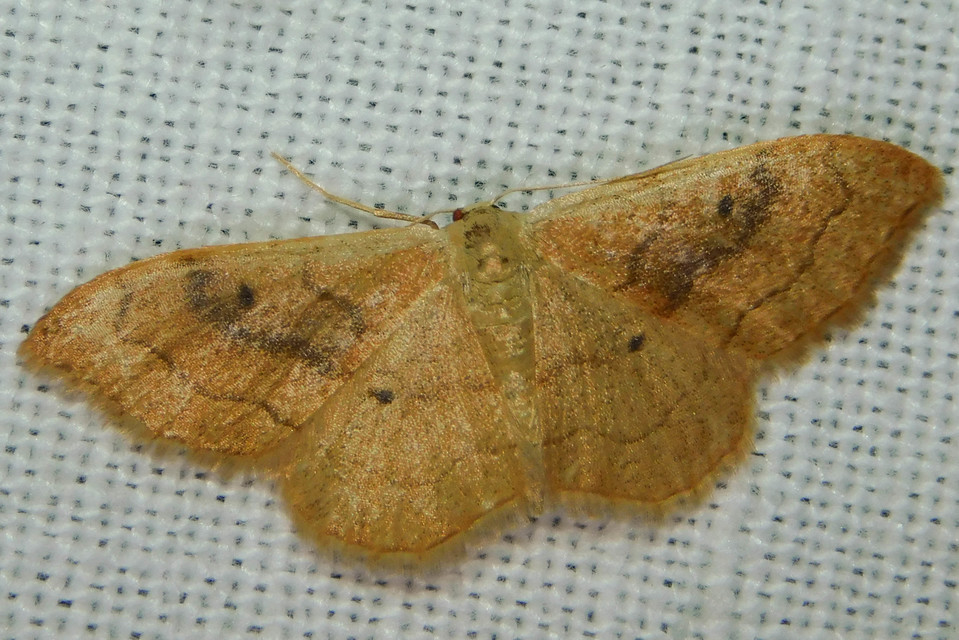 Idaea rubraria - vörössávos araszoló