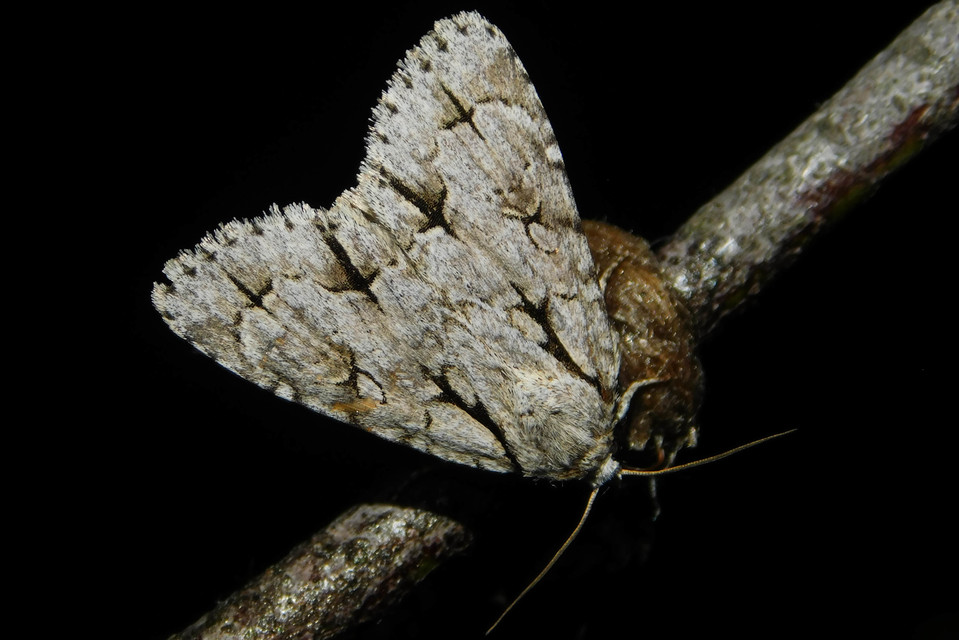 Acronicta cuspis/tridens/psi