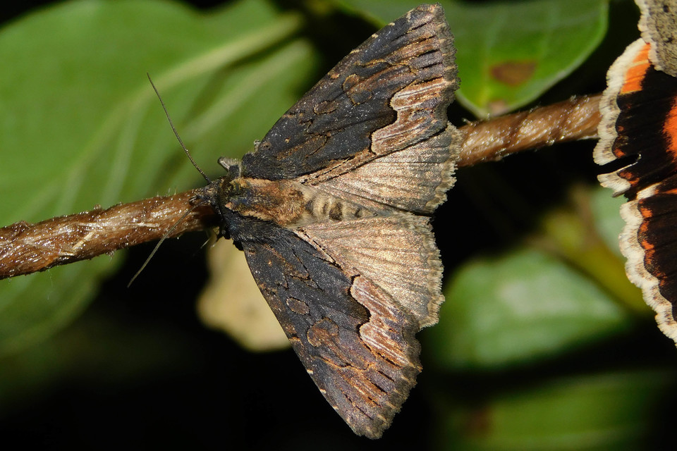 Dypterygia scabriuscula - szurokbarna nyáribagoly