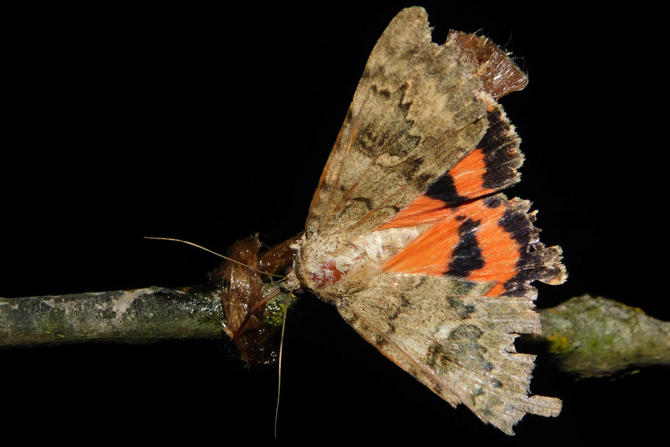 Catocala puerpera - nyárfa-övesbagoly