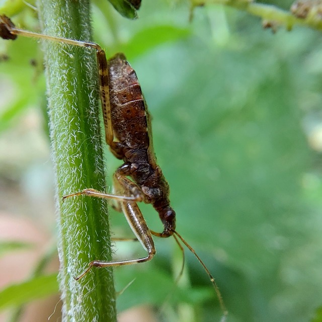 Himacerus apterus - nagy tolvajpoloska