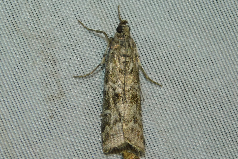 Dioryctria