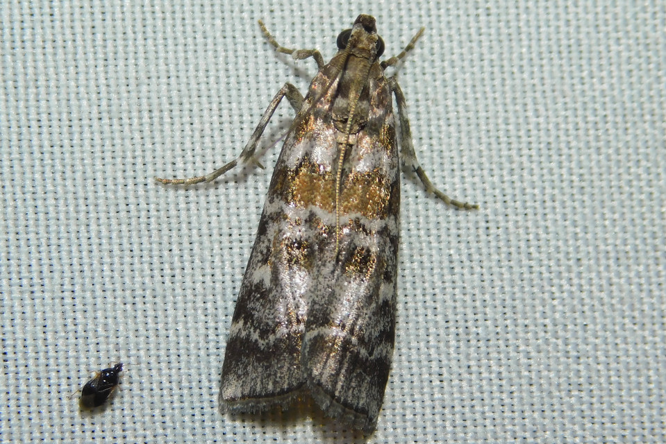 Dioryctria