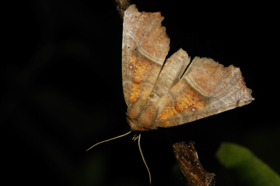 Scoliopteryx libatrix - vörös csipkésbagoly