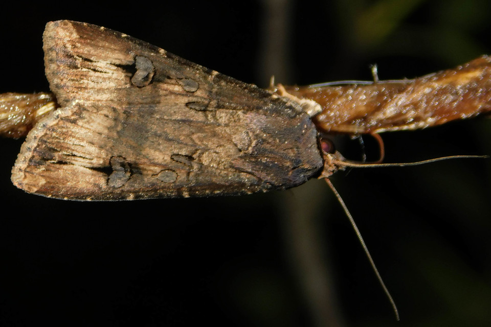 Agrotis ipsilon - nagy földibagoly