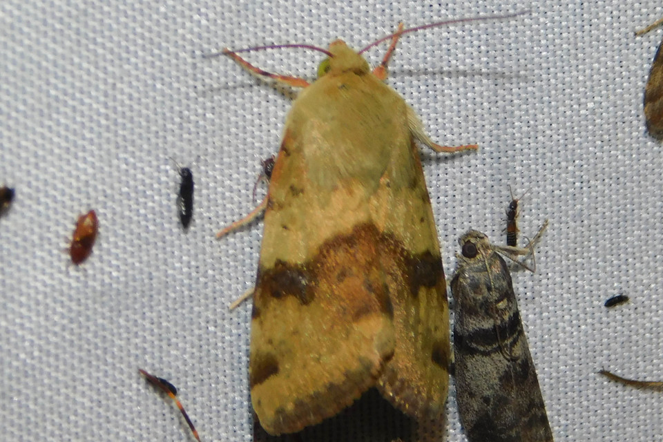 Heliothis viriplaca - mácsonyabagoly