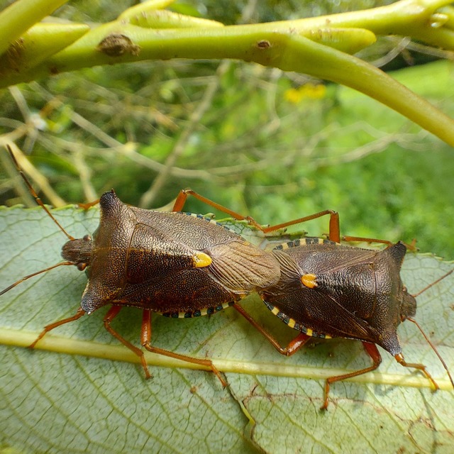 Pentatoma rufipes - vöröslábú címerespoloska Pentatoma rufipes - vöröslábú címerespoloska