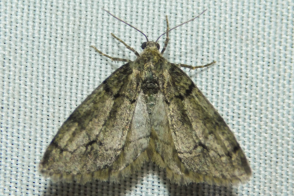 Tephronia sepiaria/Eumannia lepraria