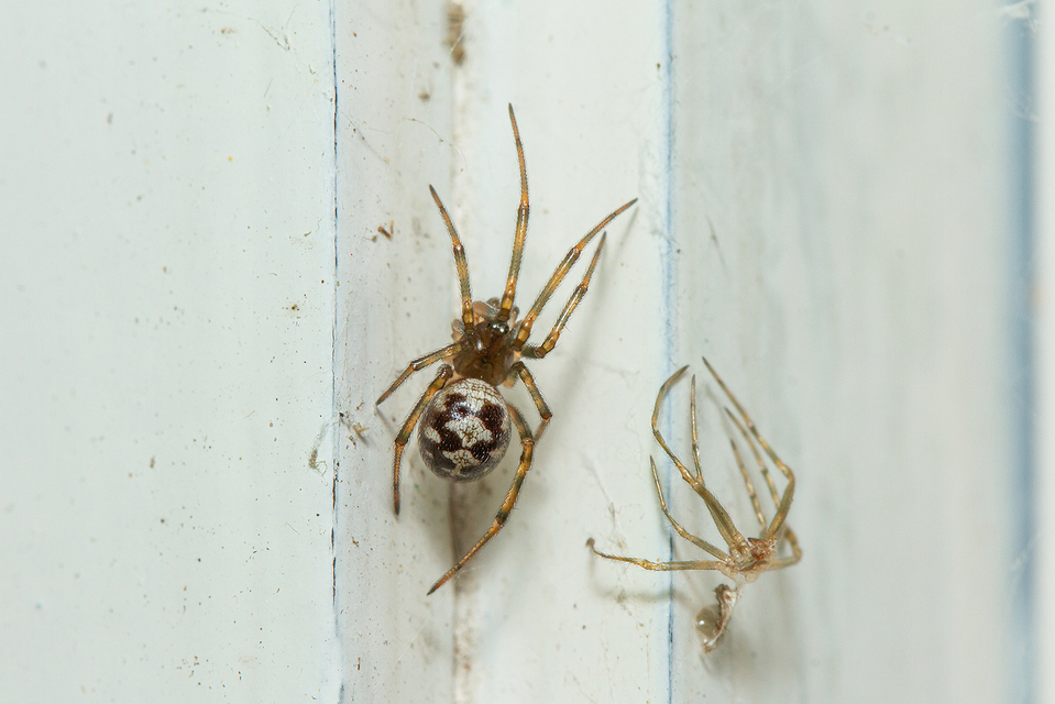 Steatoda triangulosa - háromszöges faggyúpók