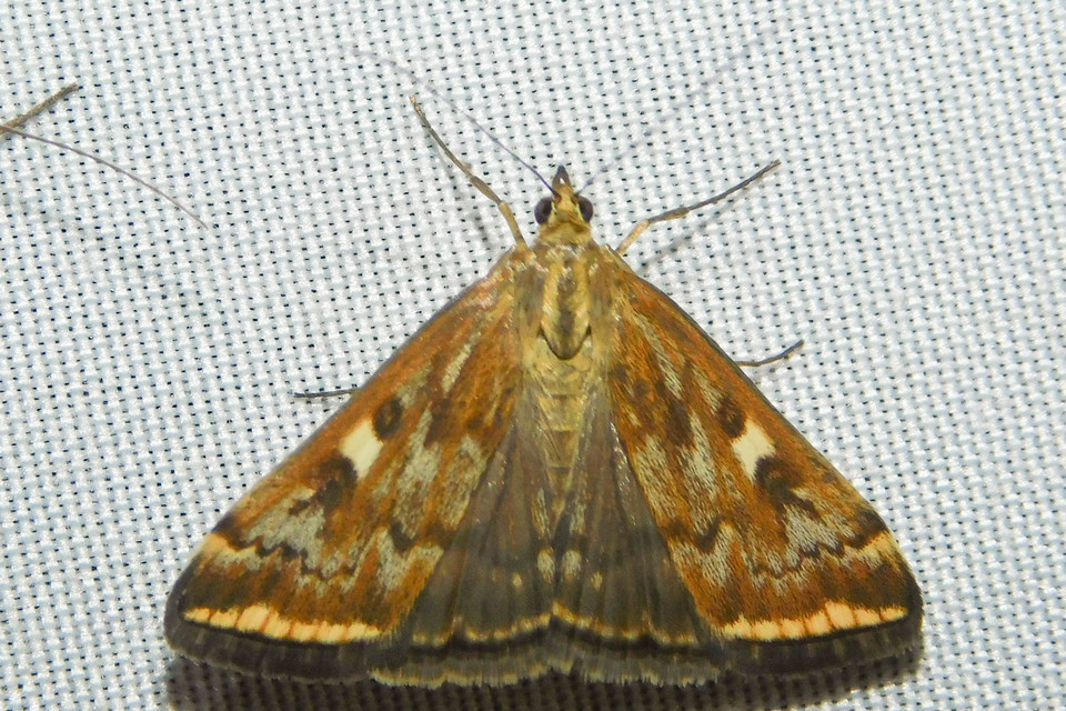 Loxostege sticticalis - muszkamoly