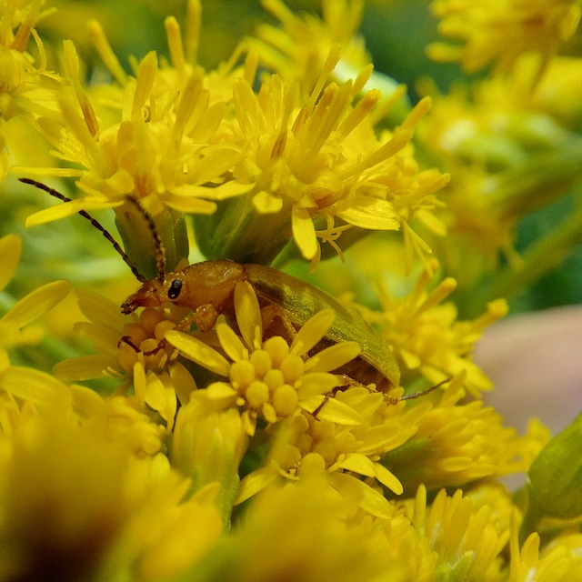 Cteniopus sulphureus - közönséges kénbogár