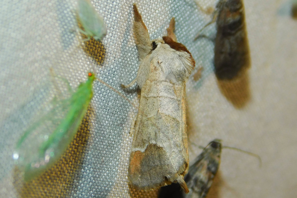 Clostera curtula - rövidszárnyú levélszövő