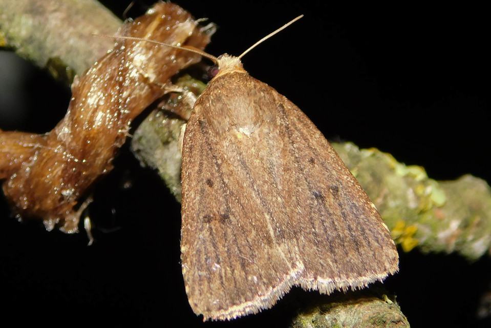 Amphipyra tragopoginis - bakszakállbagoly