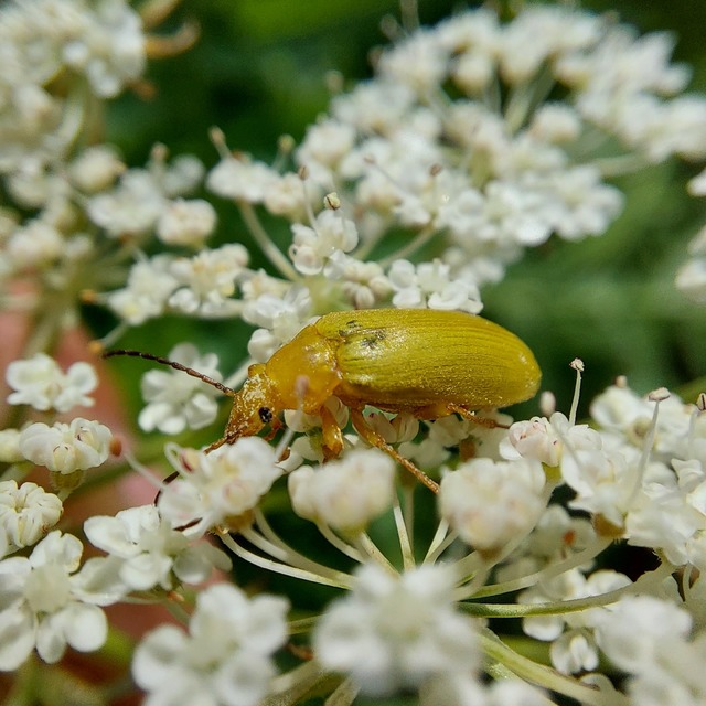 Cteniopus sulphureus - közönséges kénbogár