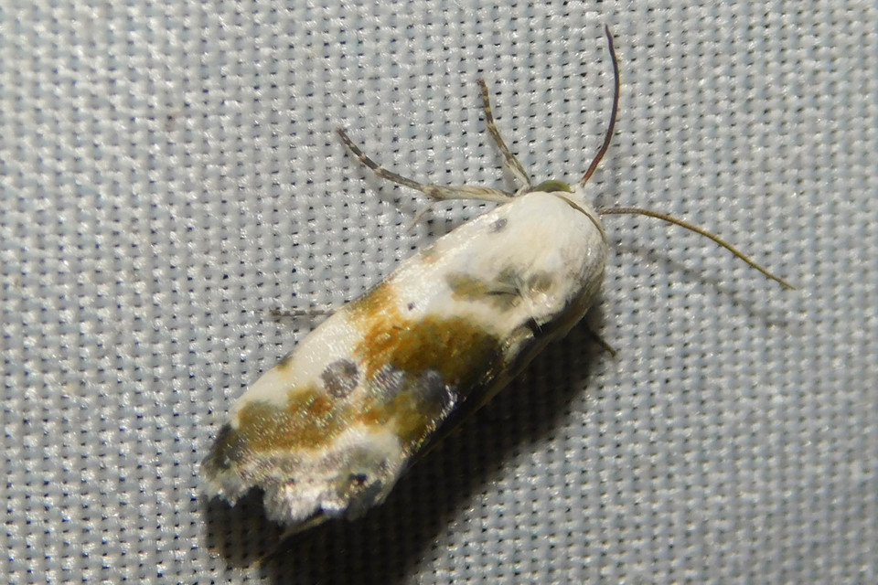 Ponometia candefacta - parlagfűbagoly