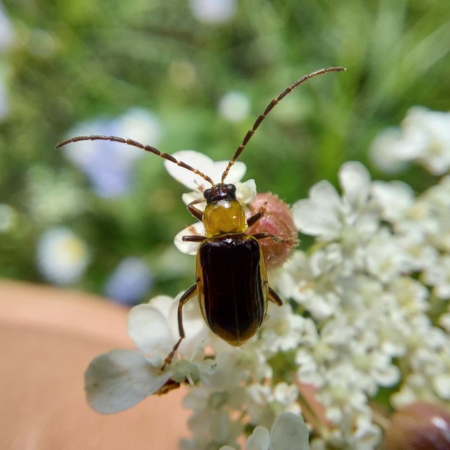 Diabrotica virgifera - amerikai kukoricabogár