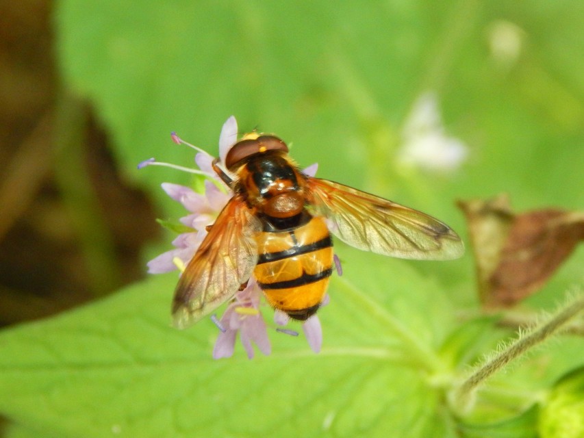 Volucella inanis - háromöves pihelégy