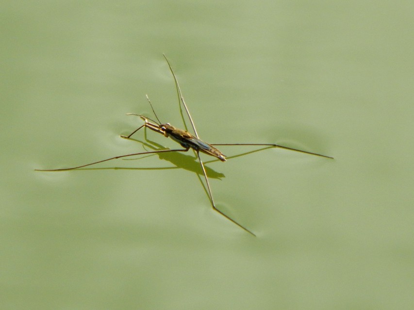 Heteroptera - Poloskák