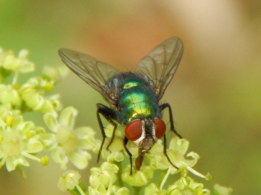 Lucilia