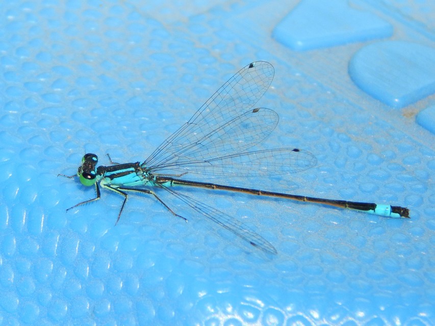 Ischnura elegans pontica - kéköves légivadász