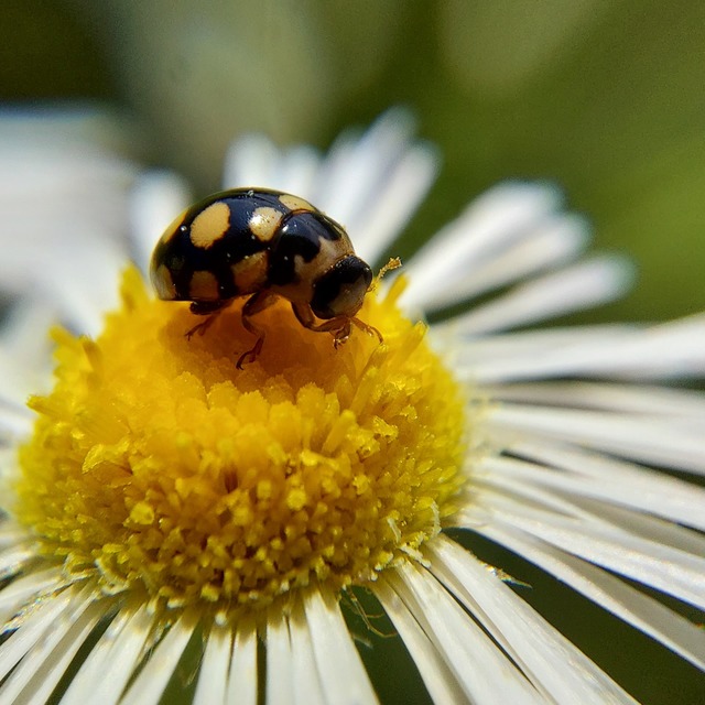 Coccinula quatuordecimpustulata - feketesárga katóka