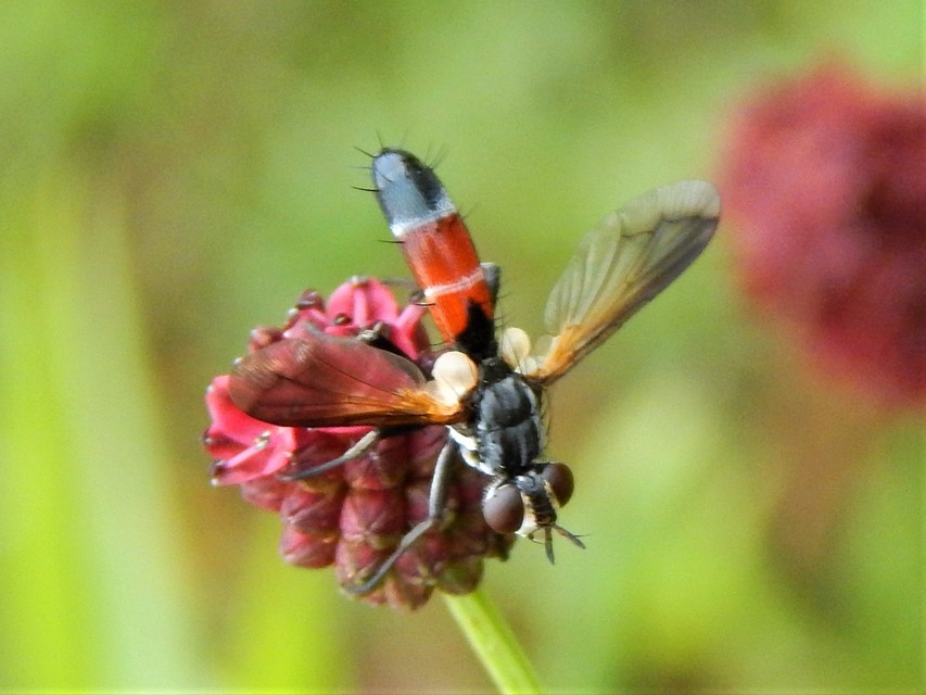 Cylindromyia