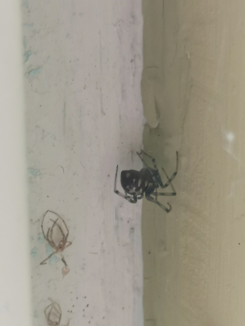 Steatoda triangulosa - háromszöges faggyúpók