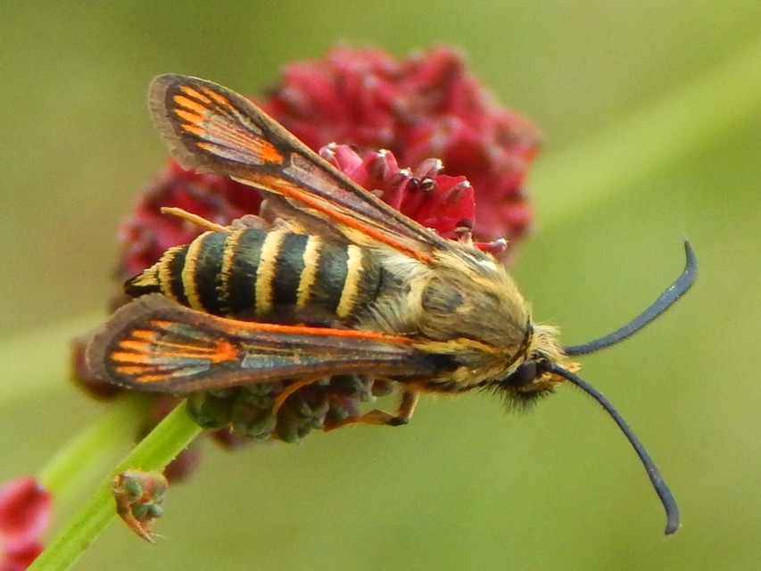 Sesiidae - szitkárfélék