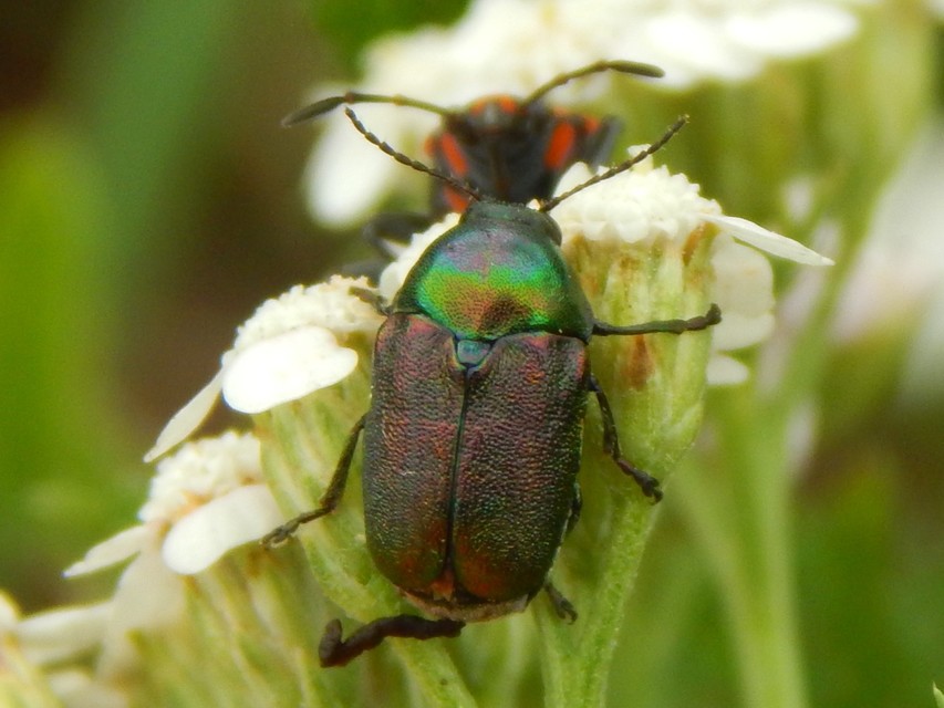 Cryptocephalus