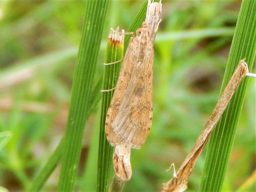 Nomophila noctuella - közönséges vándormoly