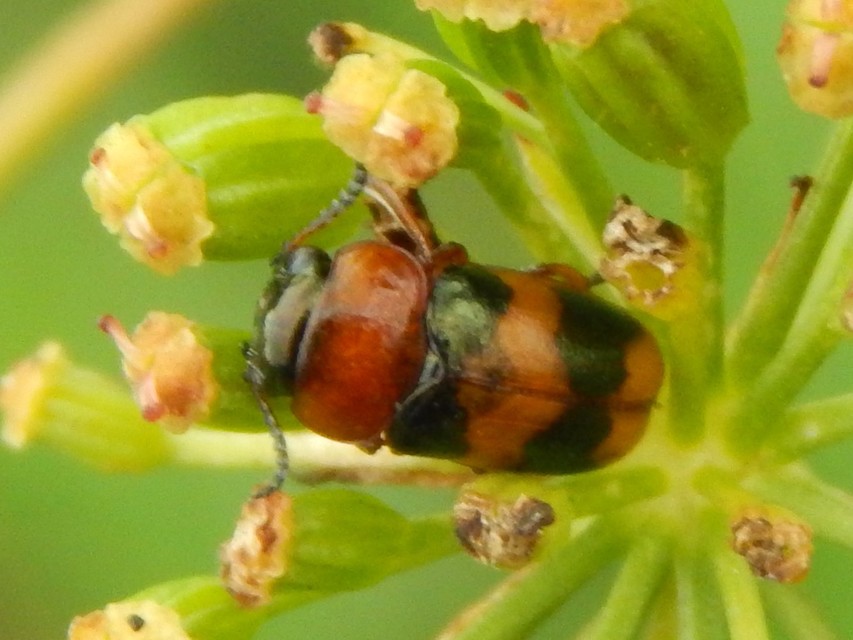 Coptocephala unifasciata - sárgalábú hullóbogár