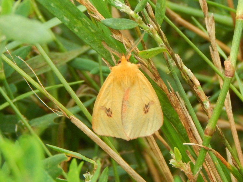 Diacrisia sannio - vörösszélű medvelepke