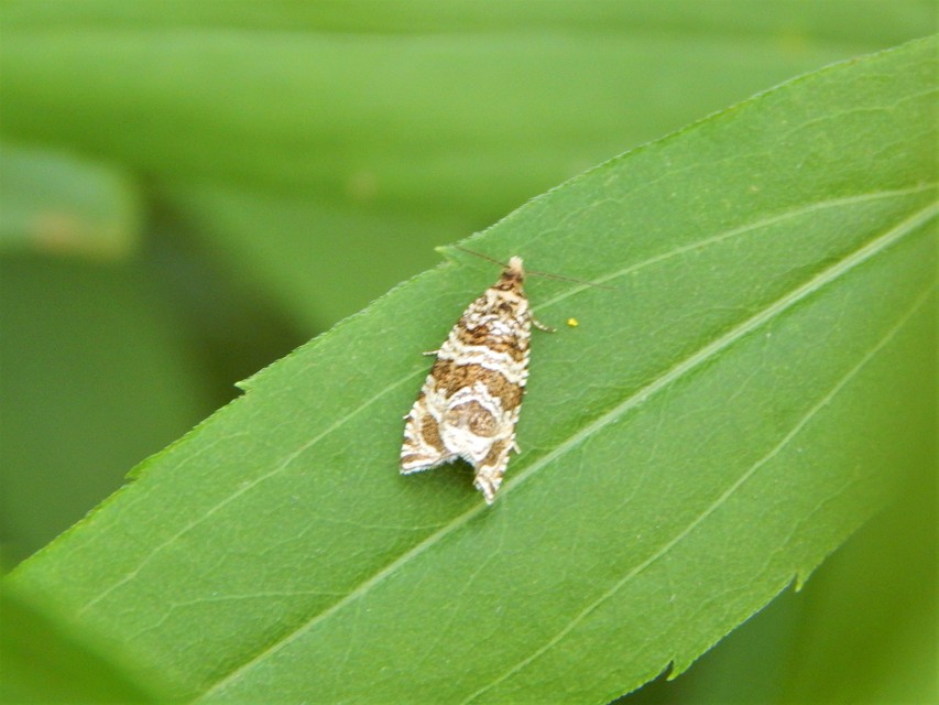 Celypha