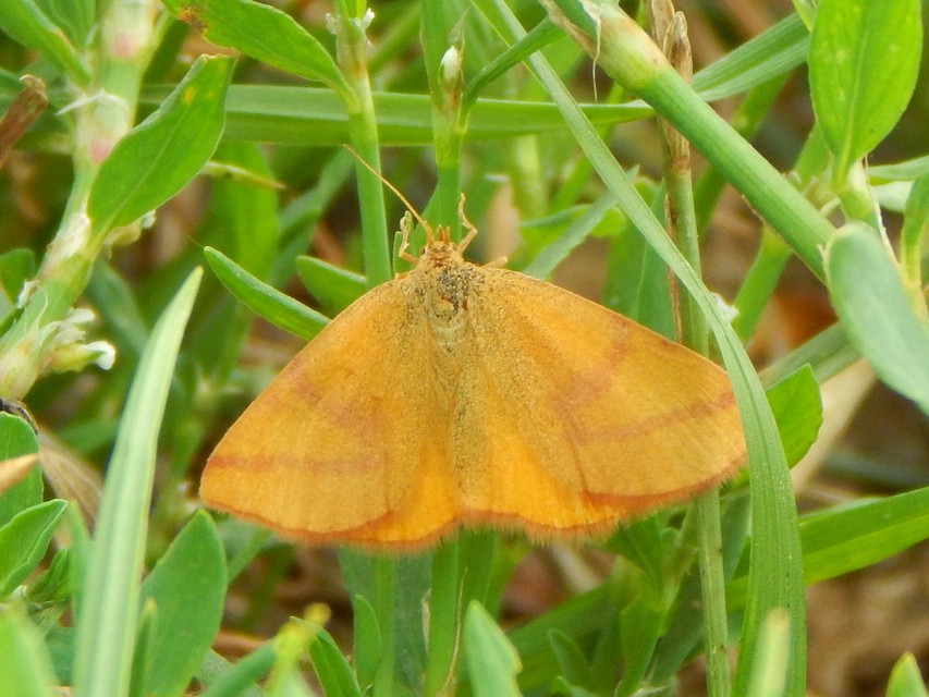 Lythria purpuraria - bíborsávos araszoló