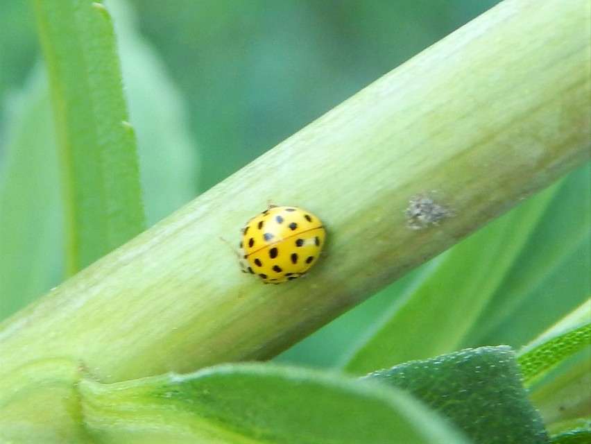 Psyllobora vigintiduopunctata - huszonkétpettyes katica