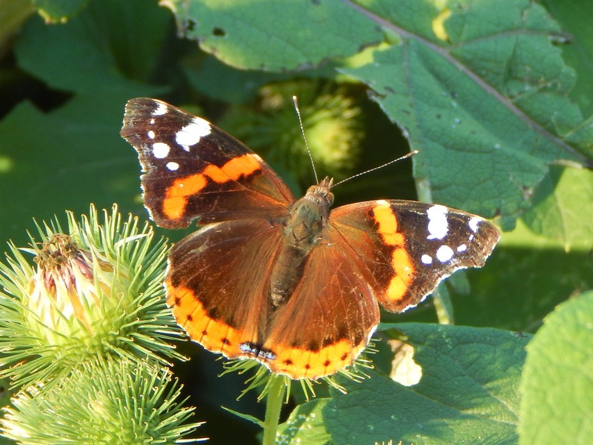 Vanessa atalanta - atalantalepke