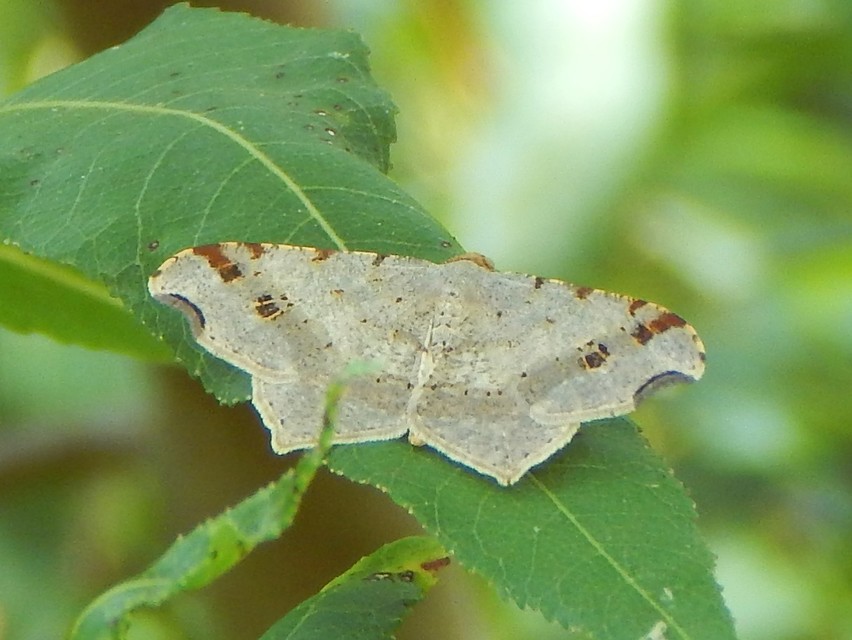 Macaria alternata - közönséges szürkearaszoló