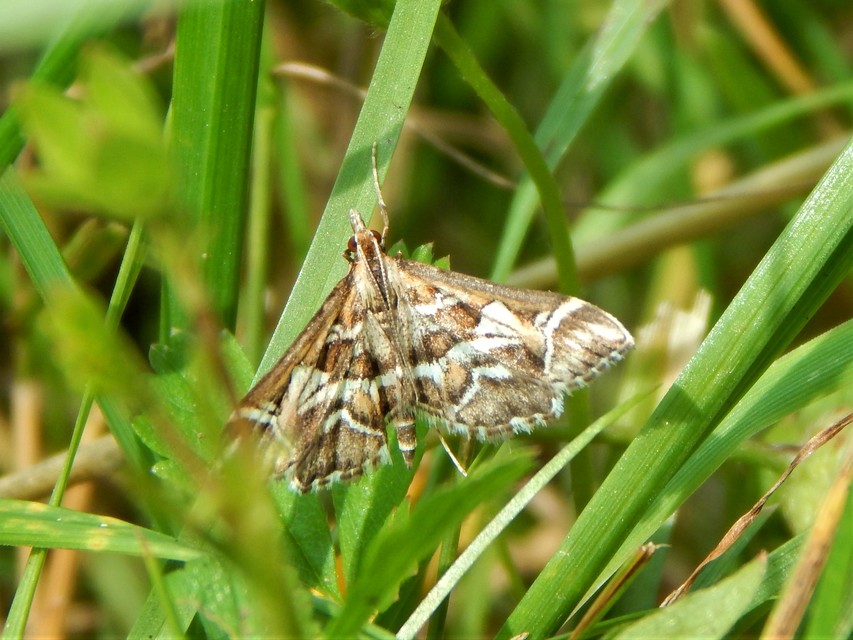 Diasemia reticularis - betűmintás tűzmoly