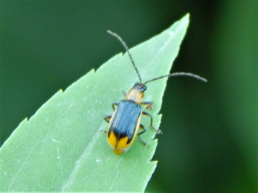 Diabrotica virgifera - amerikai kukoricabogár