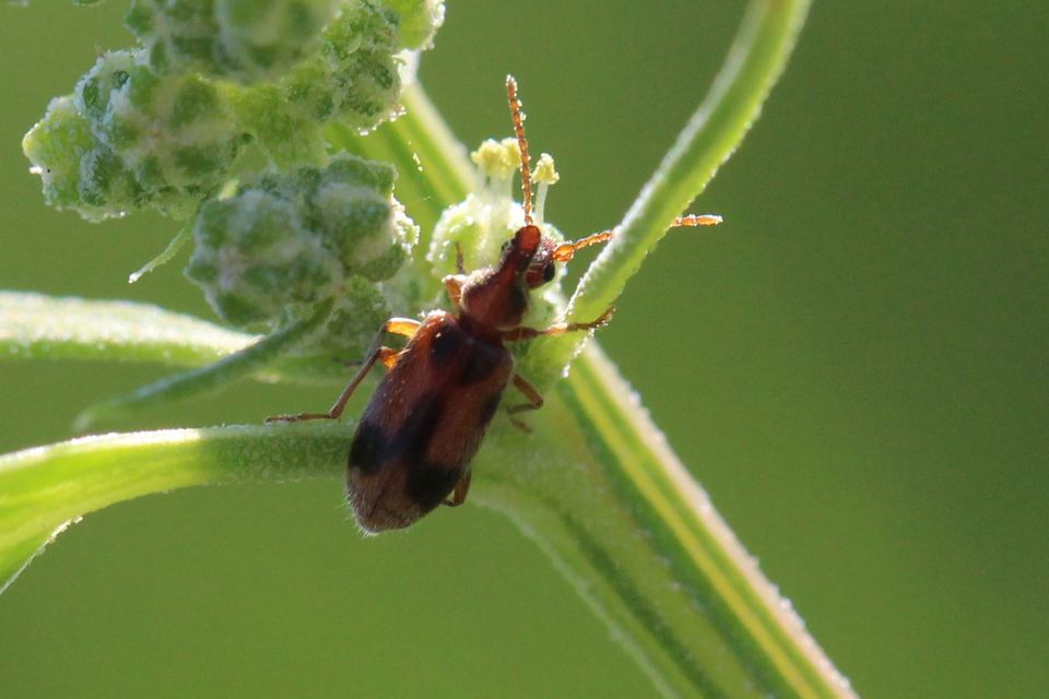 Notoxus monoceros - sárgahasú nyakszarvúbogár