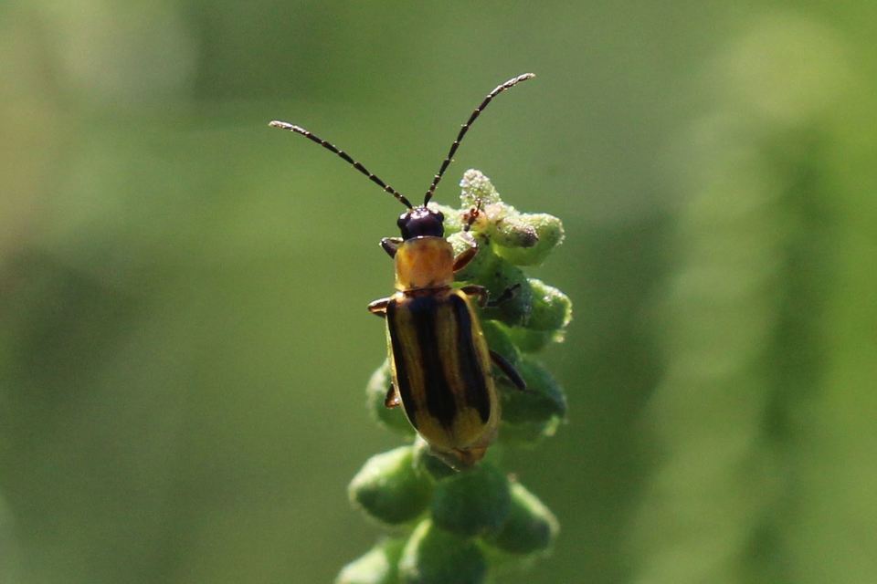 Diabrotica virgifera - amerikai kukoricabogár