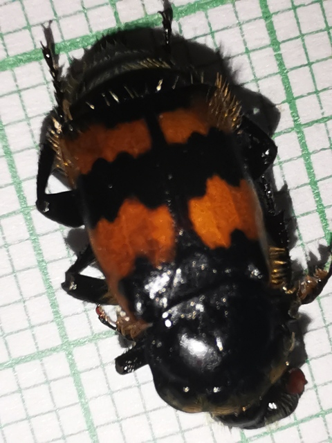 Nicrophorus vespillo - közönséges temetőbogár