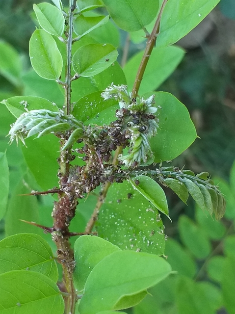 Aphididae - valódi levéltetvek