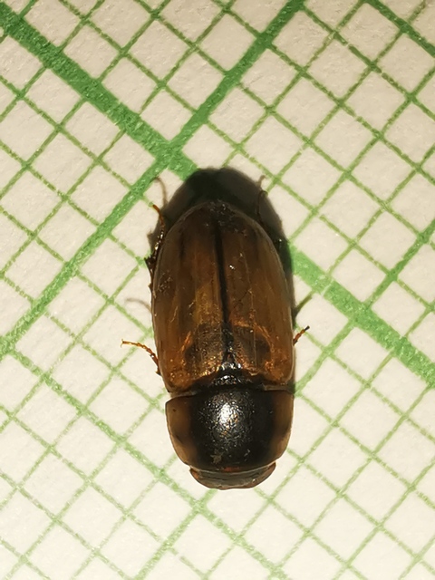 Acanthobodilus immundus